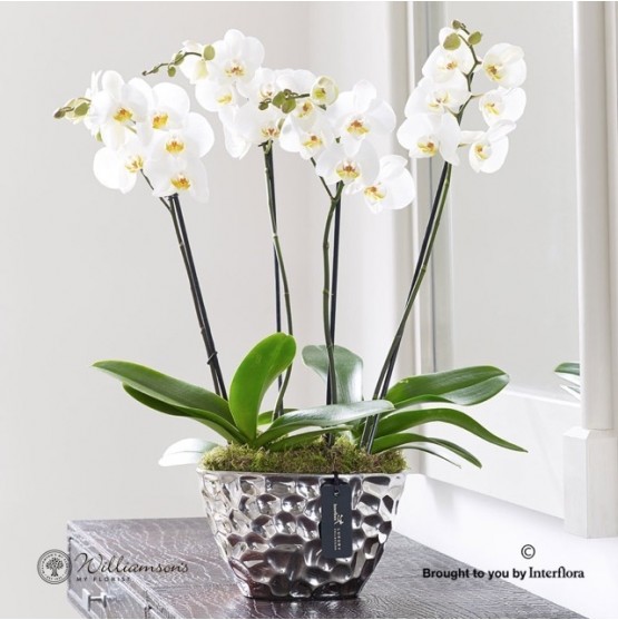 Luxury Phalaenopsis Orchid Planter