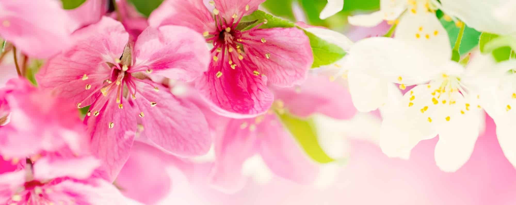 (c) Myflorist.co.uk