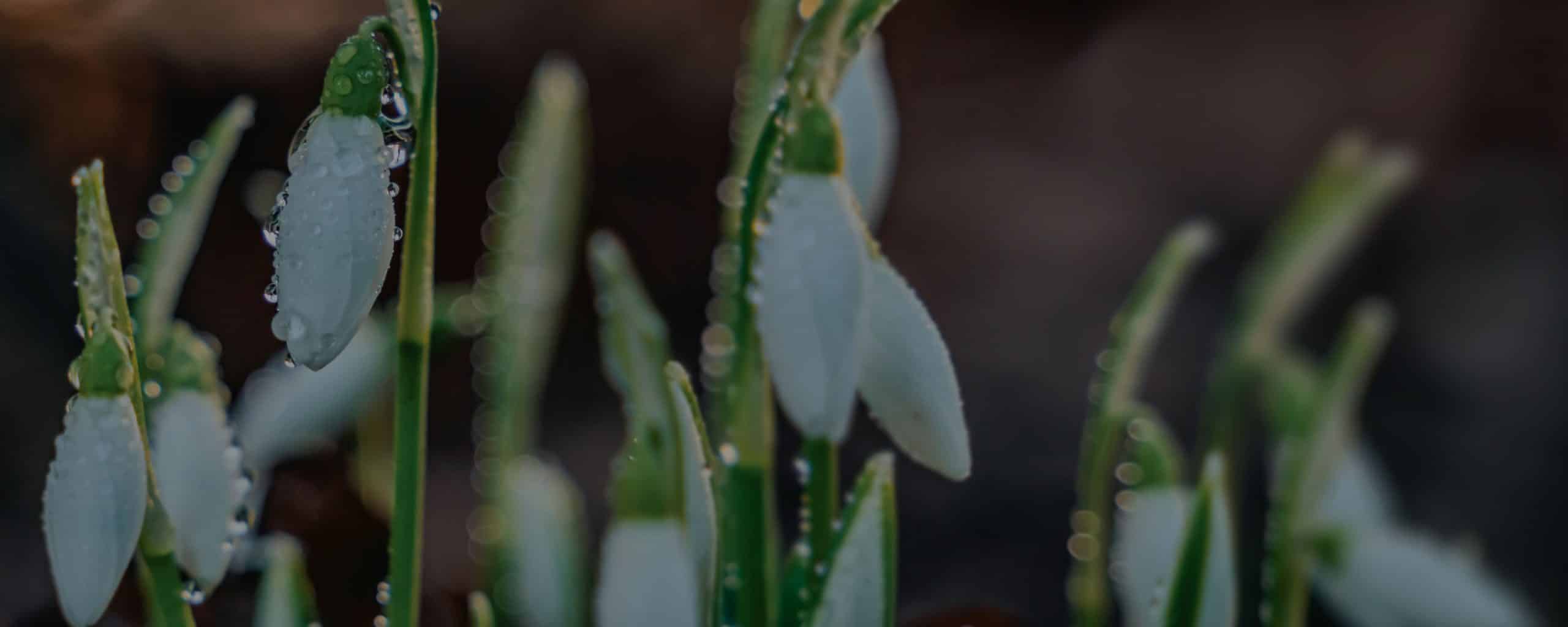 Spring Winter Web Banners 06