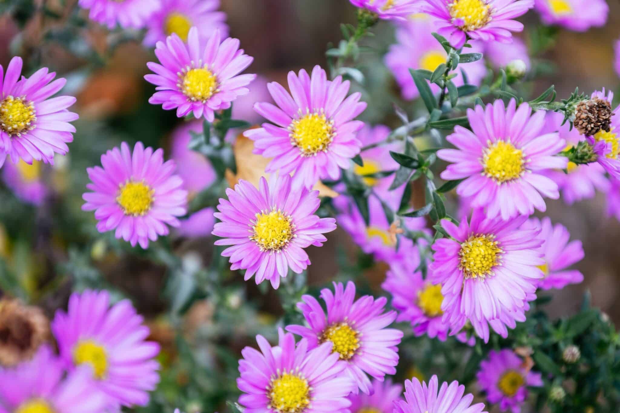 Birth Month Flowers: The Language of Birthday Blooms