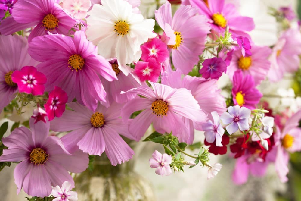 Our Top 10 Summer Flowers For Vibrant Bouquets