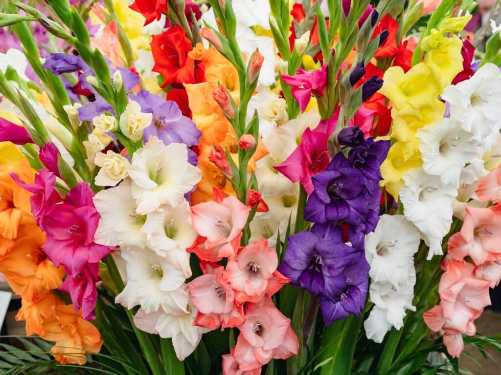 Orange, pink and yellow gladioli blooms