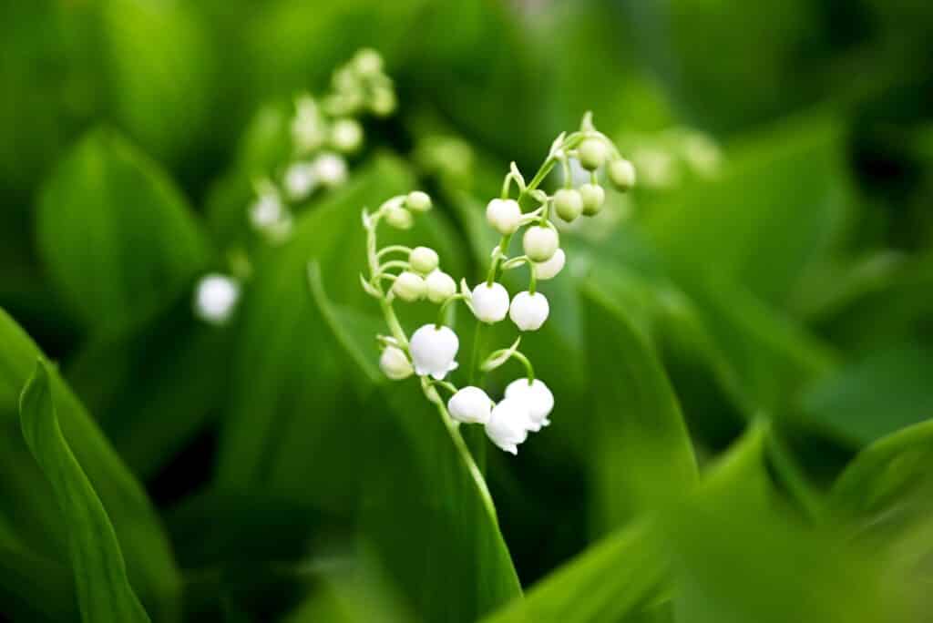 Lily of the Valley flowers with fresh green foliage
