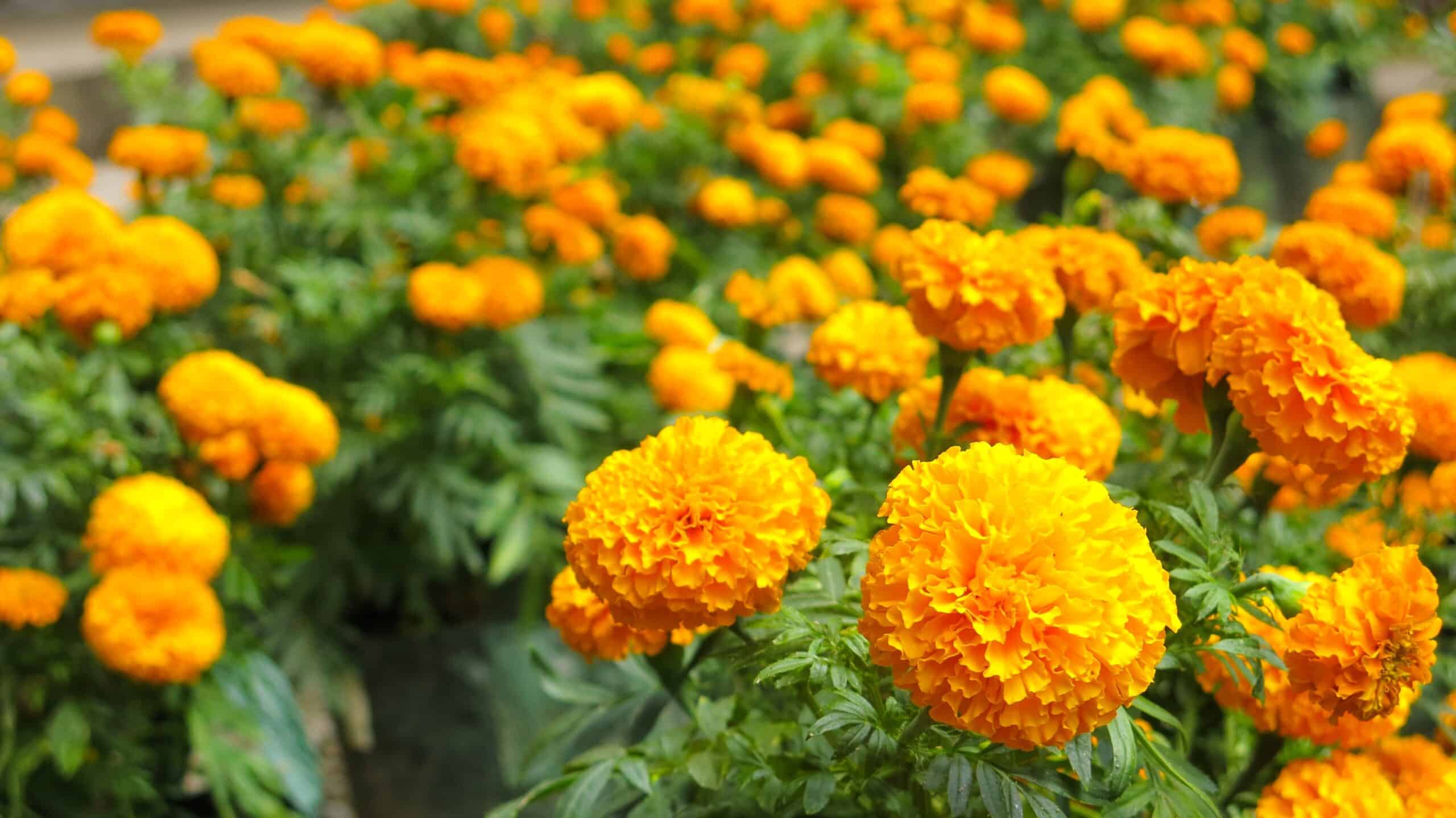 Golden marigold flowers against lush green foliage