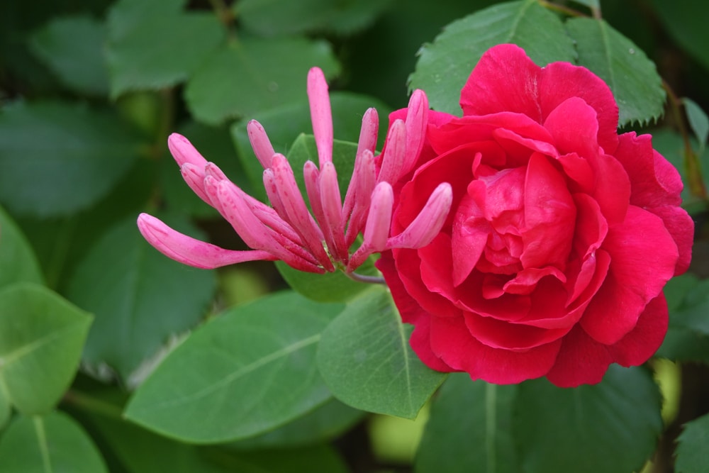 Bouquet of fresh red roses