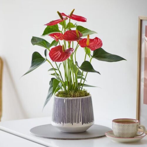 Anthurium Planter