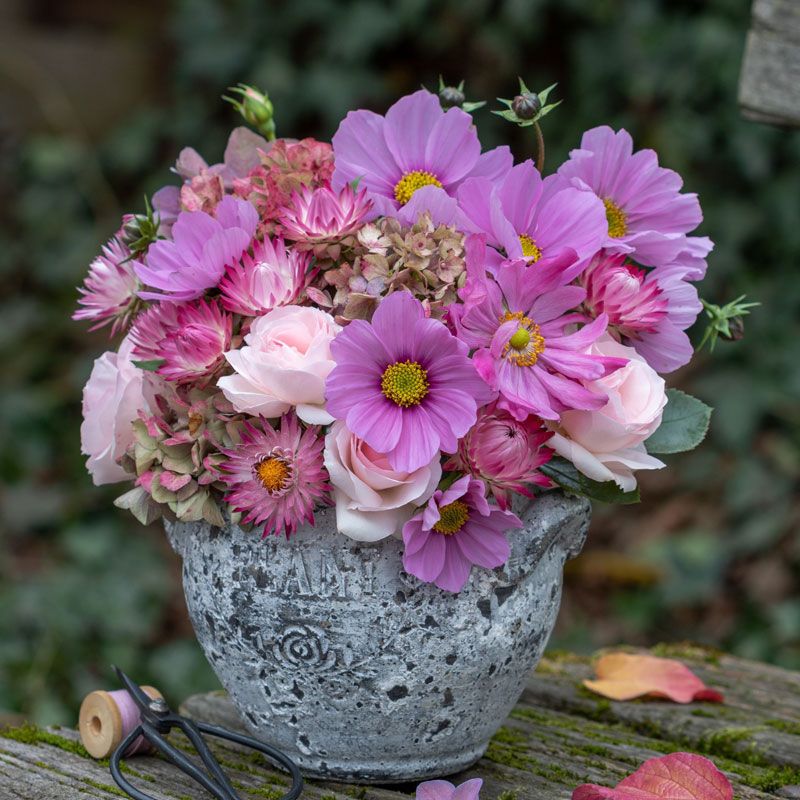 Purple and pink Japanese anemone flowers in a grey concrete flower pot