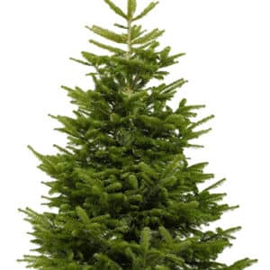 Nordmann Fir Cut