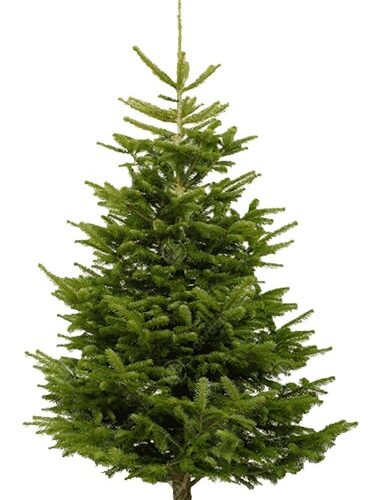 Nordmann Fir Cut