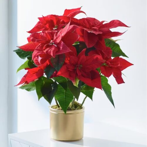 Poinsettia