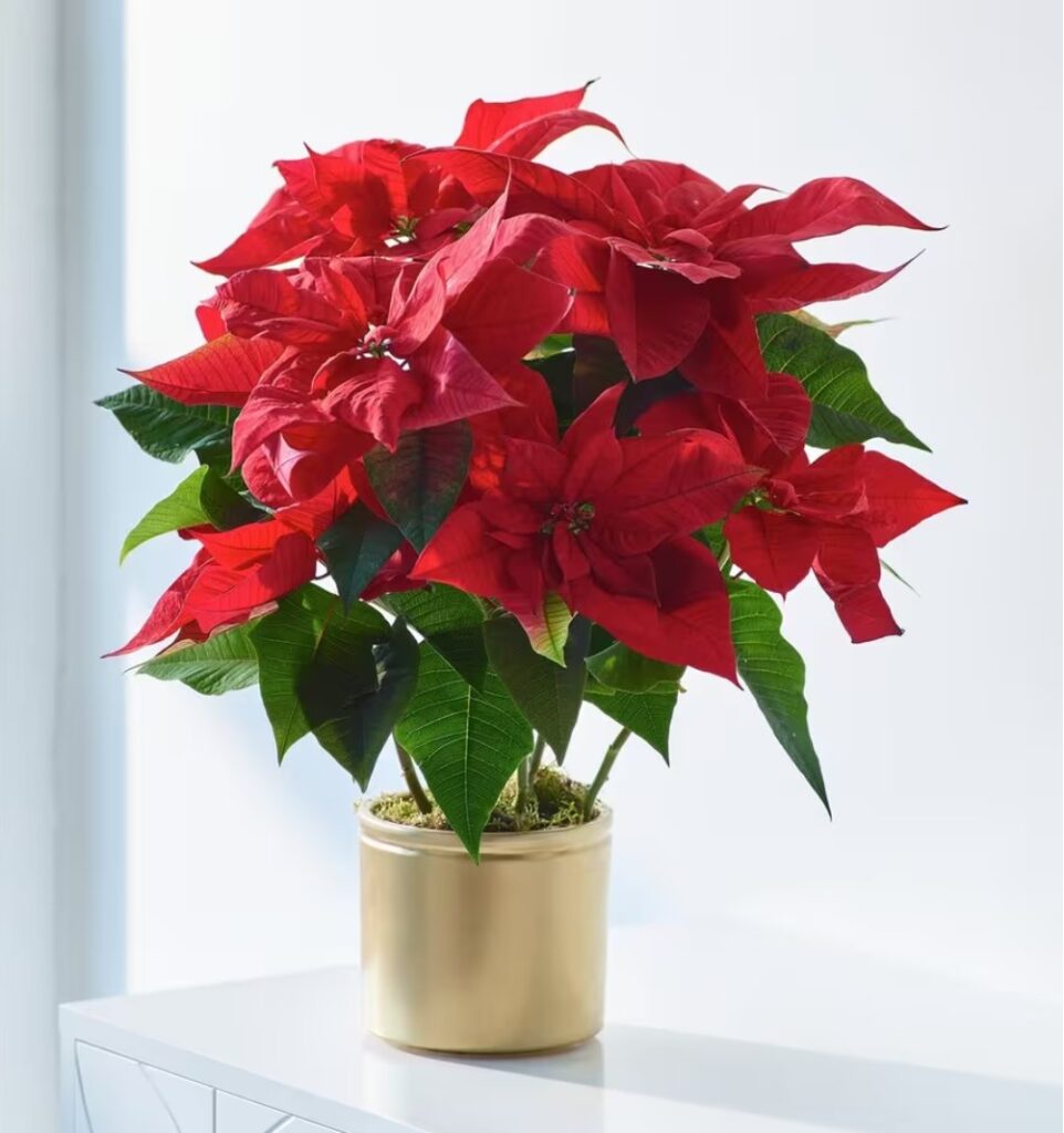 Poinsettia Christmas plant with bright red and deep green leaves