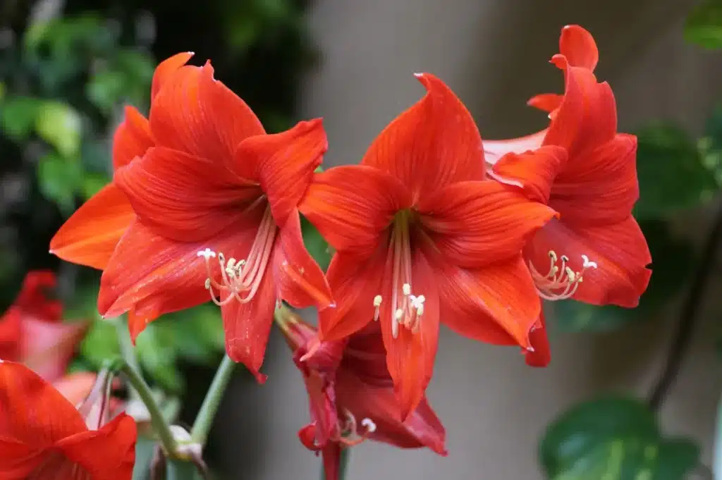 Red amaryllis plant against a backdrop of warm fairy lights
