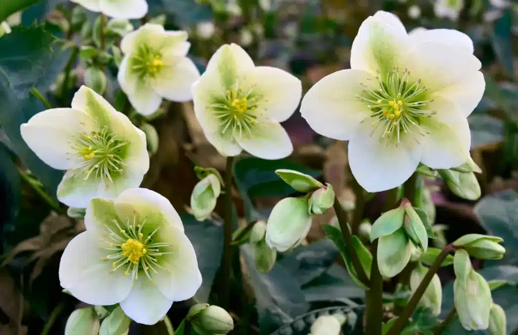 Festive floral bouquet of white Christmas roses and green foliage
