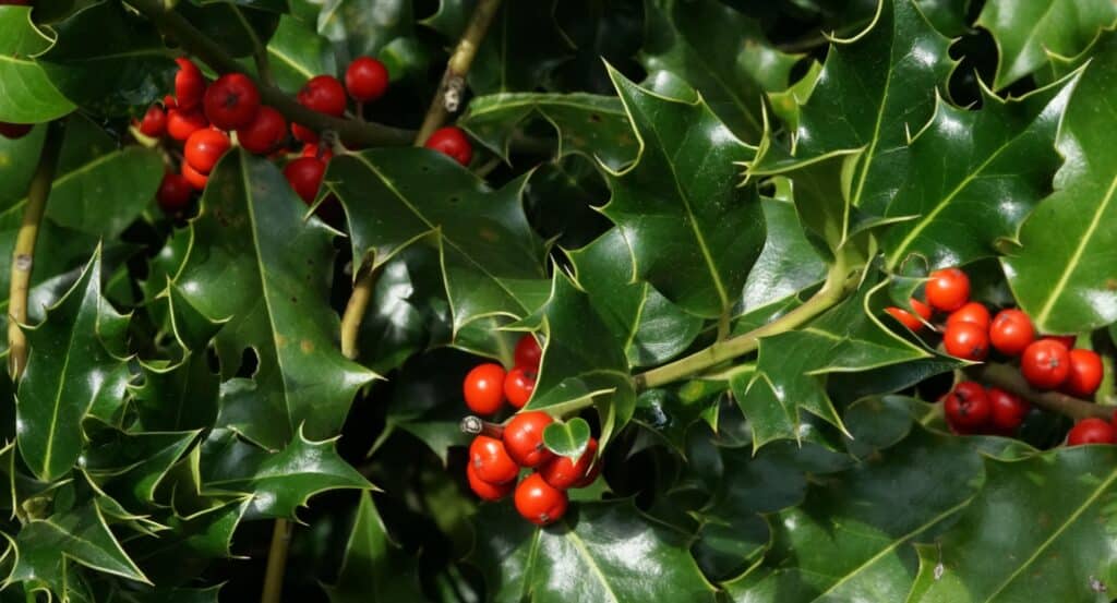 Holly Christmas Banner