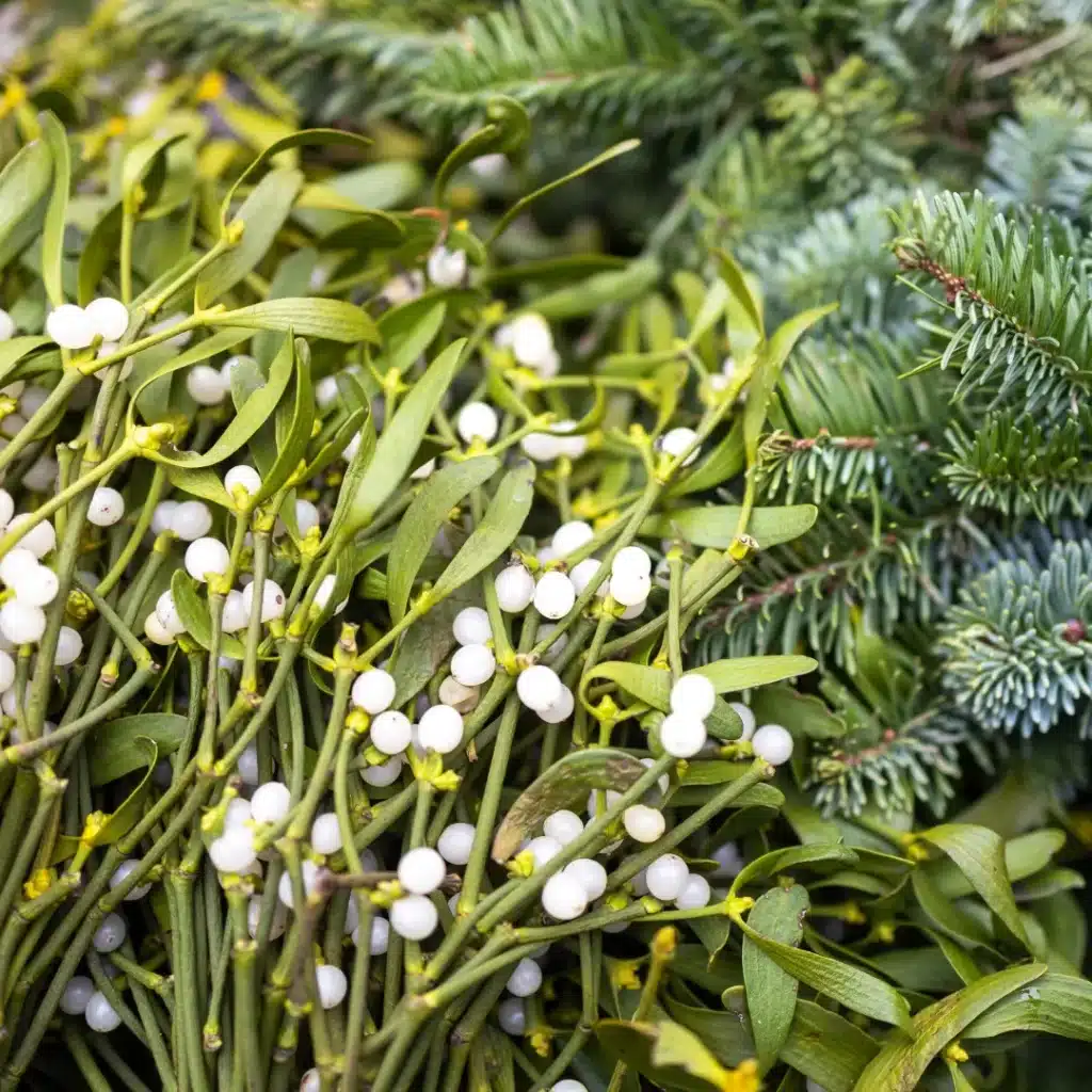 Fresh mistletoe tied with a bright red ribbon