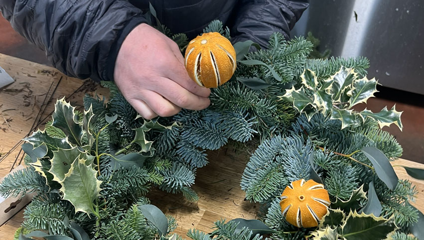 Fresh holly and dried oranges being added to a Christmas wreath.