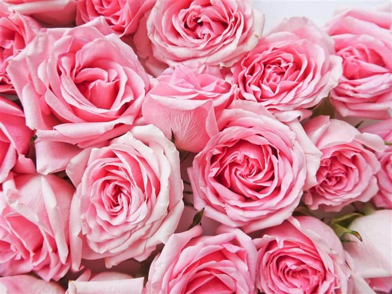 Beautiful pink roses for Valentine's Day