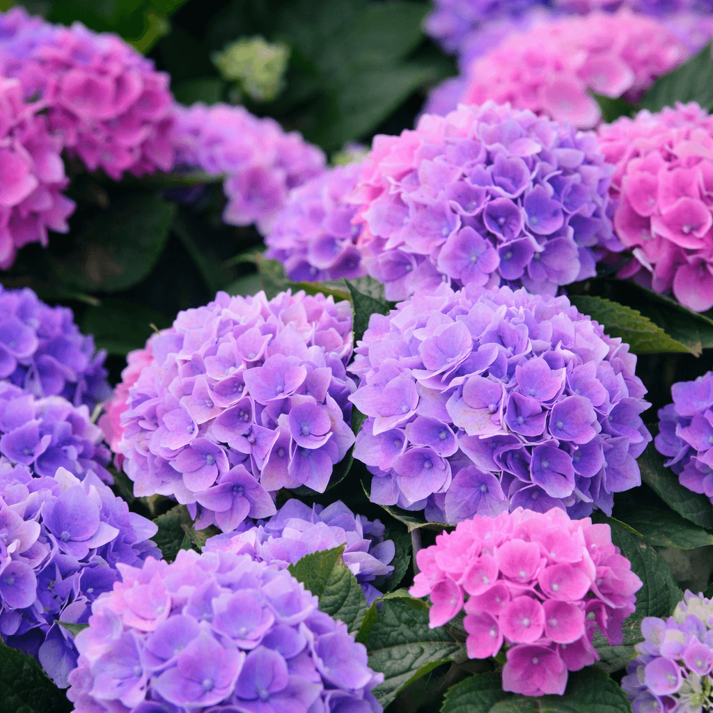 Delicate Hydrangeas In Full Bloom