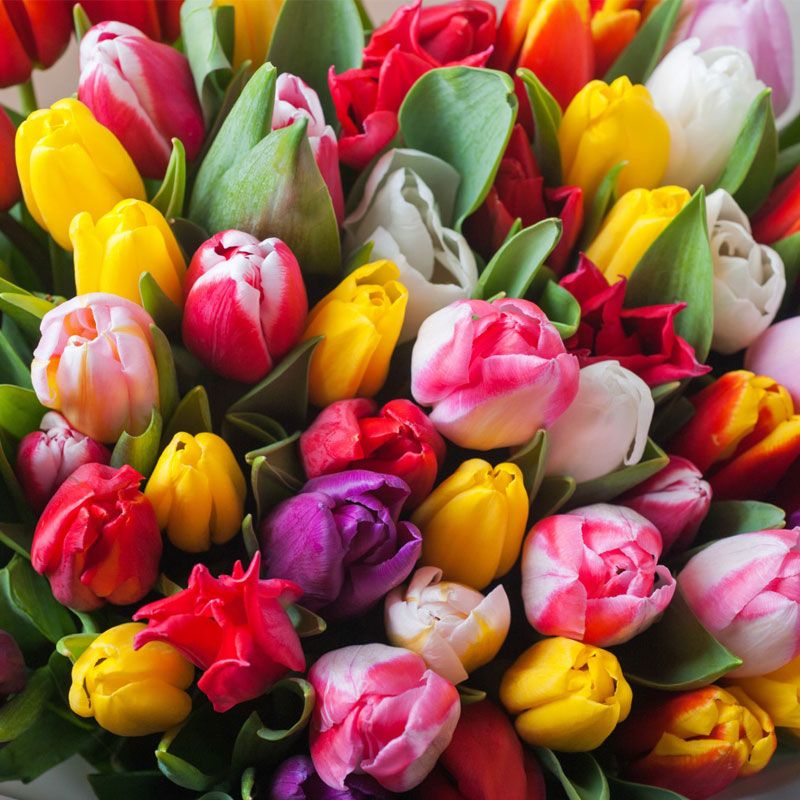 Mother’s Day Tulips