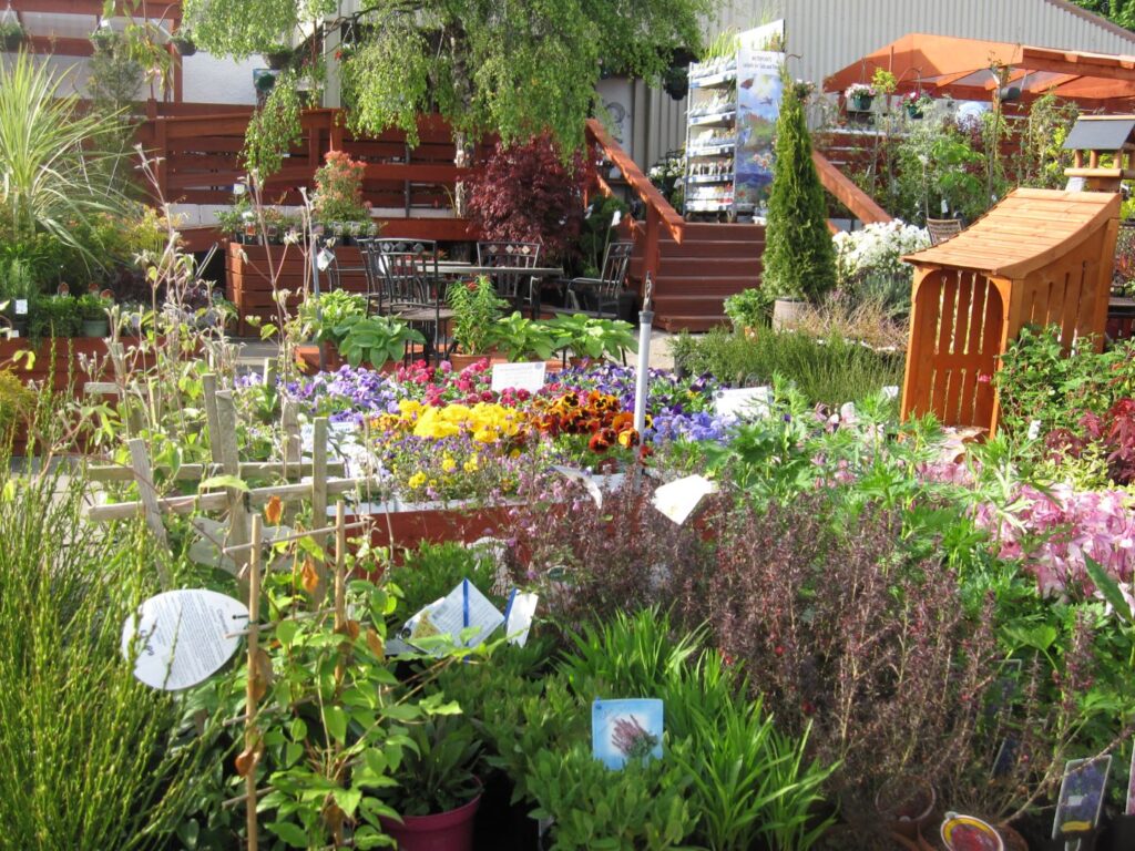 Large outdoor plant display with colourful bedding plants, patio furniture and outdoor seating at Williamson's Garden Centre Livingston