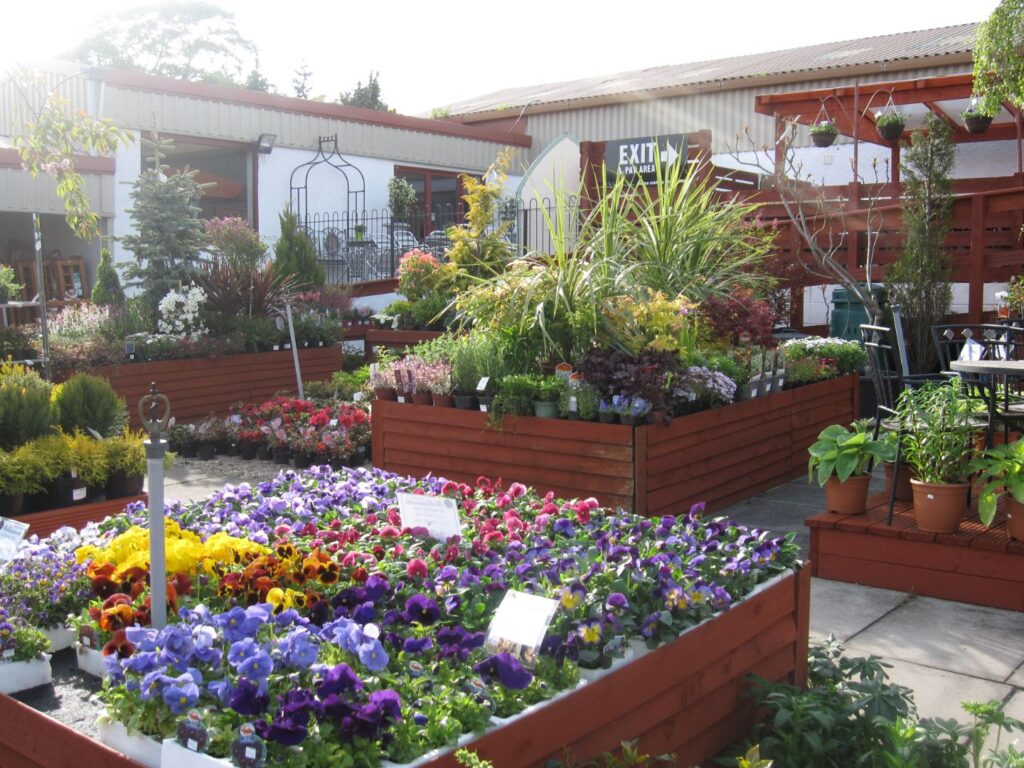 Raised beds overflowing with colourful pansies and seasonal bedding plants at Williamson's Garden Centre Livingston