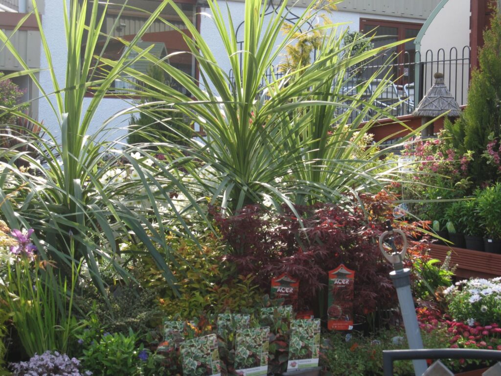 Cordyline, Japanese acer and mixed ornamental shrubs for sale at Williamson's Garden Centre Livingston