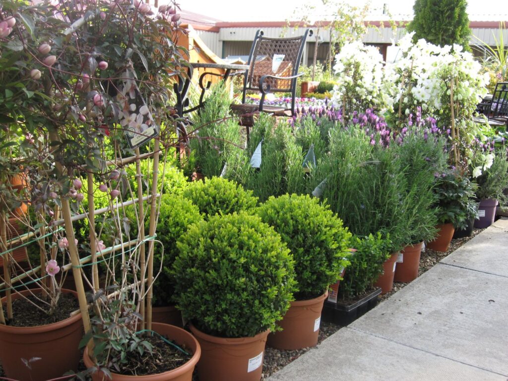 Potted box balls, lavender, climbing plants and flowering shrubs on display at Williamson's Garden Centre Livingston