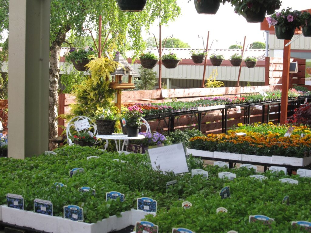 Covered plant area with hanging baskets, bedding plants and marigold trays for sale at Williamson's Garden Centre Livingston