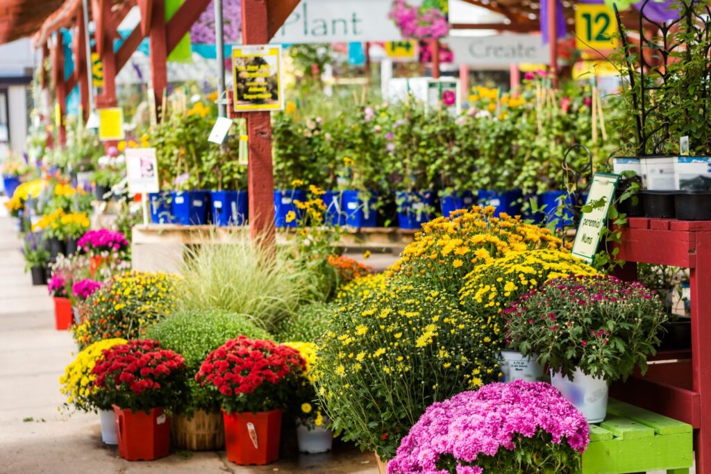 Vibrant chrysanthemums and colourful potted plants for sale inside Williamson's Garden Centre Livingston