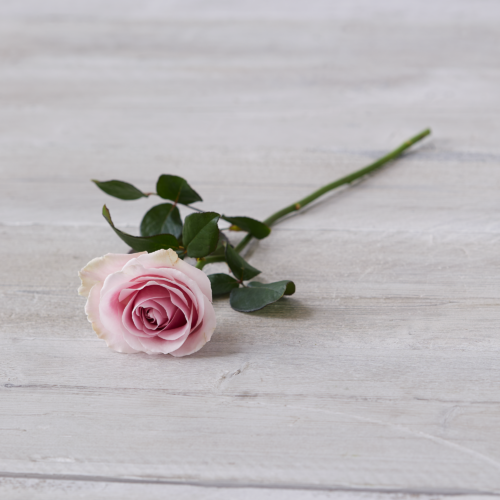Single Pink Rose