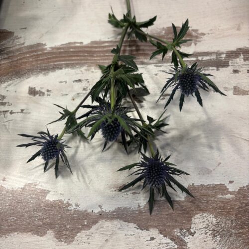 Single Thistle