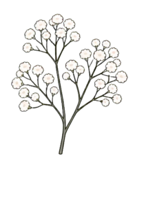 Baby's breath icon, symbolising everlasting love.