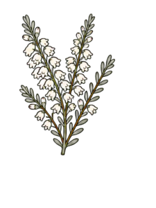 White heather icon, a Scottish symbol of luck in love.